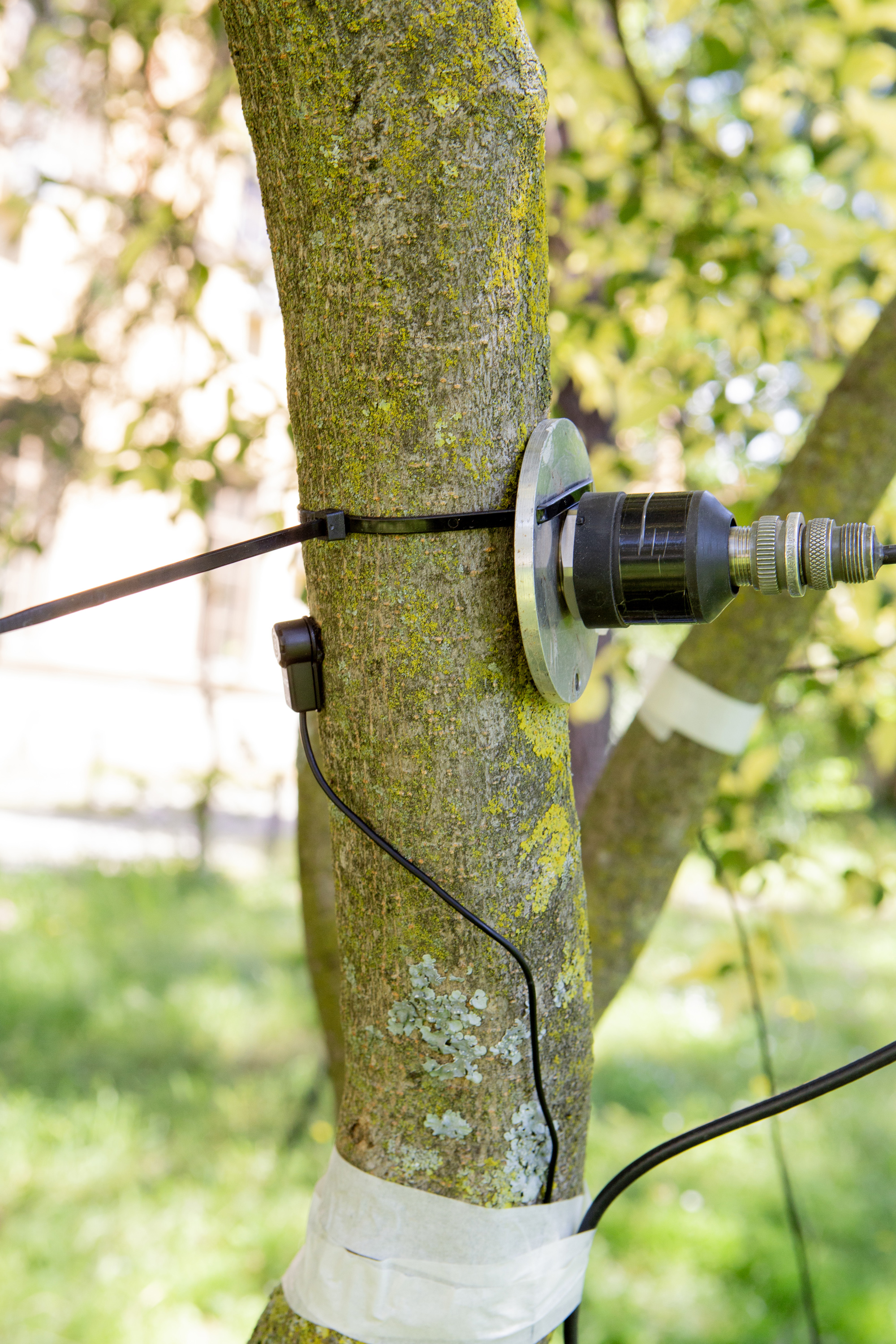 Excerpt from the Experiment Campaign in Florence: Multiple accelerometers, sound recording devices, and air pressure sensors were installed on and around the tree to capture its responses to various stimuli.