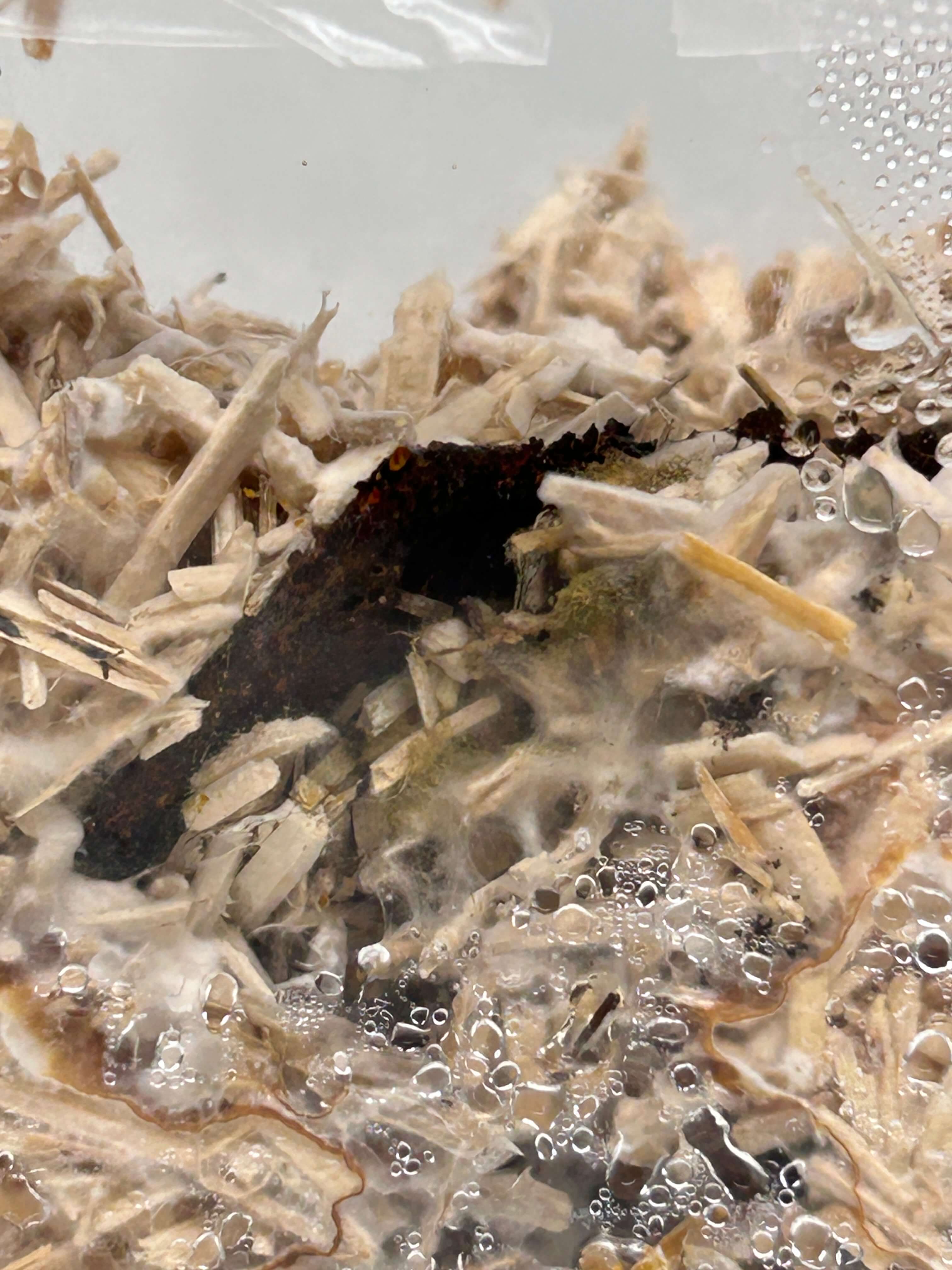 Mycelium Corrosion Study 02: mycelium growth with a corroded aluminum piece. 2025