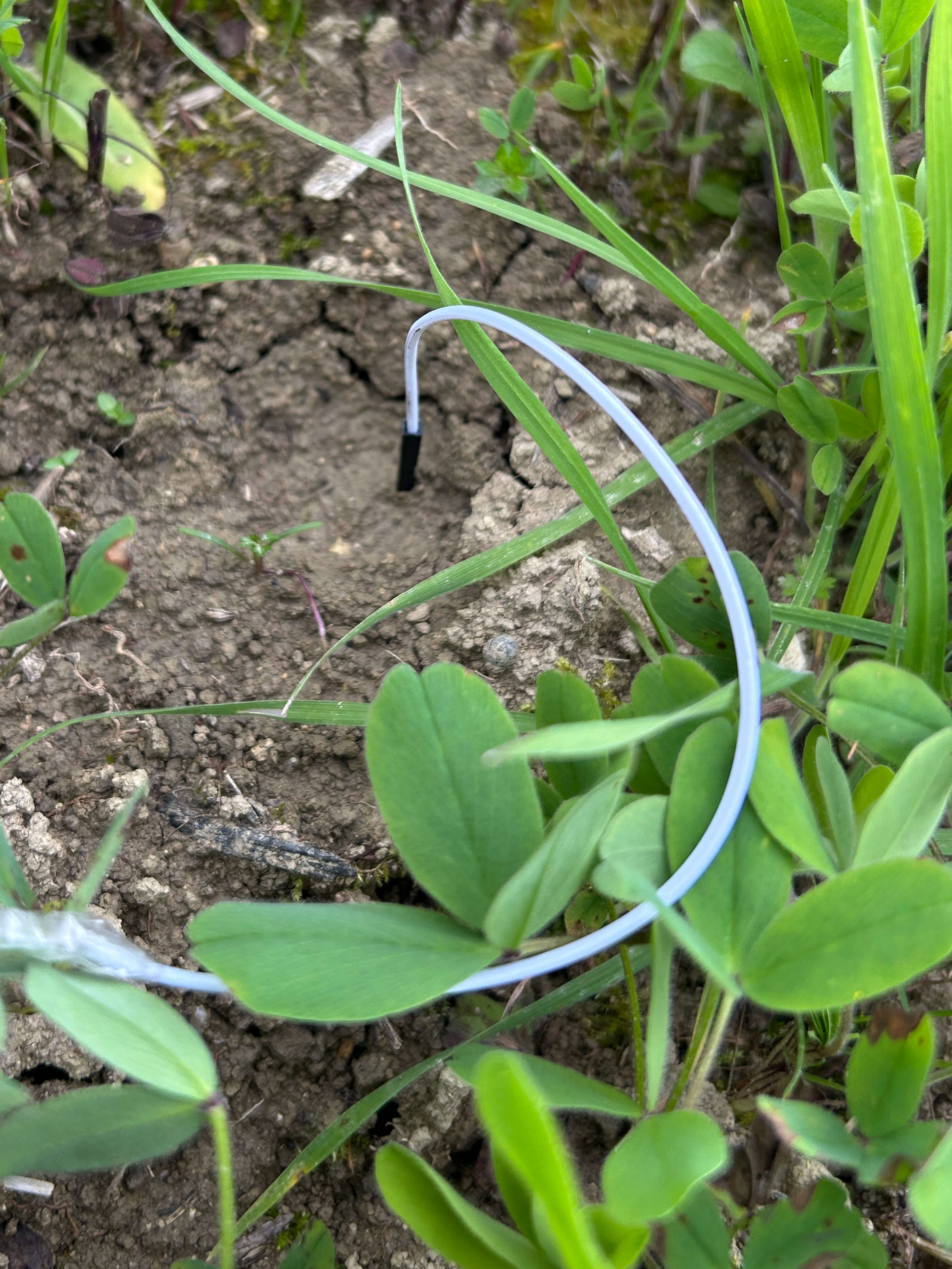Field of Memory. Impressions from measuring electrical signals in soil microorganisms and plants, exploring how organisms and matter connect through air and through signals.